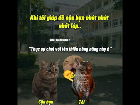 Khi tôi giúp đỡ cậu bạn nhút nhát nhất lớp.. #cat #meme #catmemes