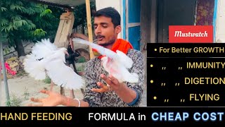 Baby Pigeon Hand Feeding Formula | Easy Way To Feed Baby Pigeon | Baby Pigeon Growth