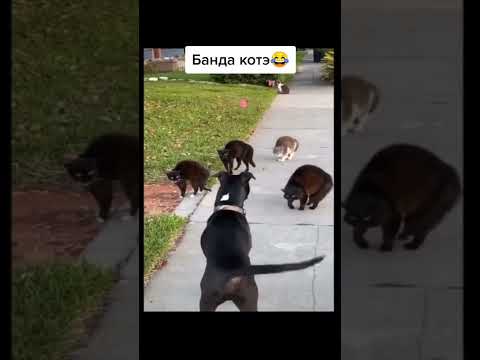 #смешная_озвучка #юмор Кто во дворе хозяин?