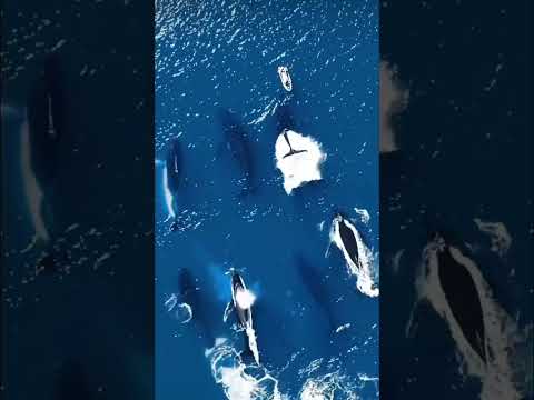 Up close & personal ๐ #whale #ocean #animals #drone #nature #canada #boatlife