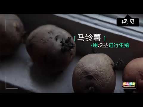 植物的無性生殖   - YouTube