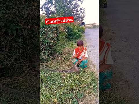 #ก้านพร้าวบ่่ย่านดอก#คลิปตลกขําๆ #funny #comedy #hahaha