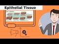 Epithelial Tissue Characteristics and Functions