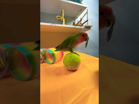 Bird Training:smart lovebird parrot l smart little cute parrot #training#smartparrot#cute