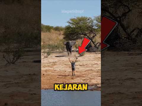 Cara terbaik untuk menghindari kejaran gajah liar‼️👍