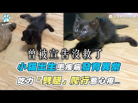 【小貓出生患疾病發育異常 吃力「劈腿」爬行惹心疼…】｜網友 / 王瓊敏(IG / omaru_dian)