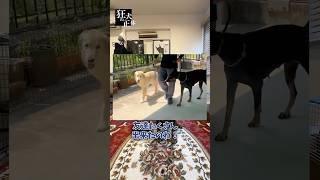 ベルにペットホテルの感想聞いてみた #ドーベルマン #大型犬との暮らし #狂犬の正体