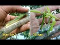 Proses Penyambungan Tanaman