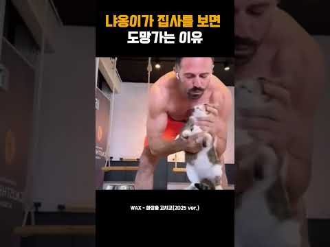 냐옹이가 집사를 보면 도망가는 이유