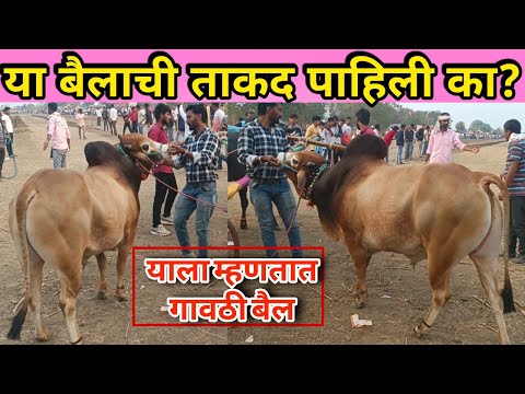 या बैलाची ताकद पाहिली का❓| याला म्हणतात गावठी बैल | देखना बैल एप्पल | #shankarpat  #bailgadasharyat