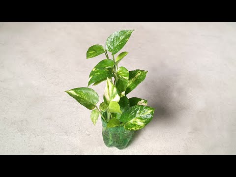 Money plants growing || So easy || Grow plants in waste plastic bottle