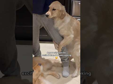 Puppy got a bit too excited… 😳 #dogshorts #goldenretriever #puppy #dogs #doglife #puppies