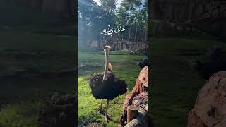 جمعتكم طيبة ❤️🤲🏻...