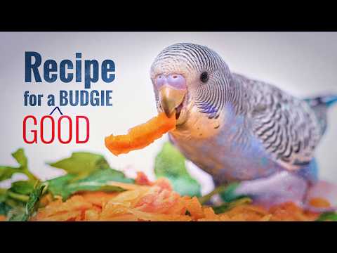 BUDGIE CARE: The Complete Guide to Happy & Healthy Parakeets