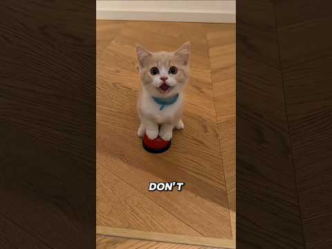 This Cat Learned a Bell Trick 😹🔔