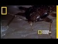 Understanding Bed Bugs