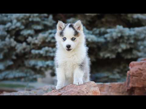 Puppy Pals: The Cutest Puppy Videos