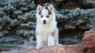 Puppy Pals: The Cutest Puppy Videos