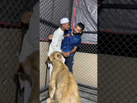 Episode 584: Lion playing on boy future 😂😵🦁