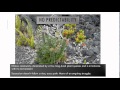 Ecological Succession Concepts