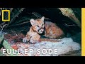 Grand Canyon Wildlife and Ecosystem