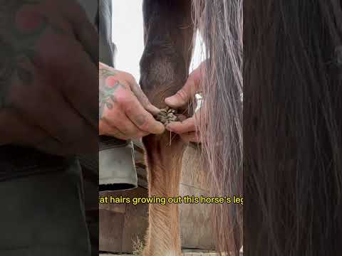 Horse  Chestnuts #horse #farrier #equestrian  #hequid #horses  #satisfying   #asmr #oddlysatisfying