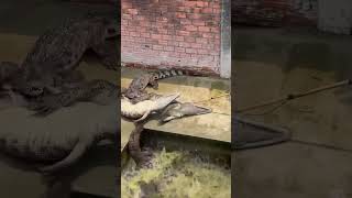 #crocodile