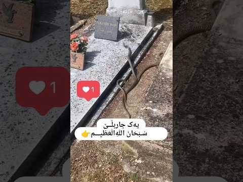 #صلوا_على_النبي#ﷺ #الله  #الله_اكبر #لايك #ترند
