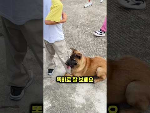 댕댕이가 소년의 다리를 붙잡고 있는 이유