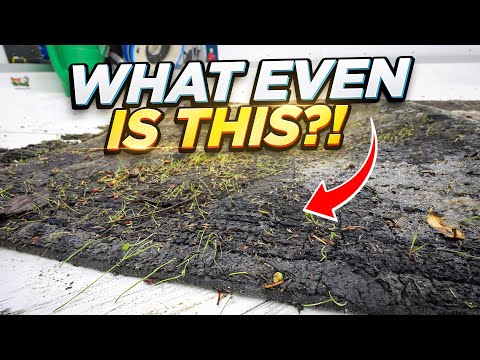 Nature Took Over This Rug – Watch the Transformation!