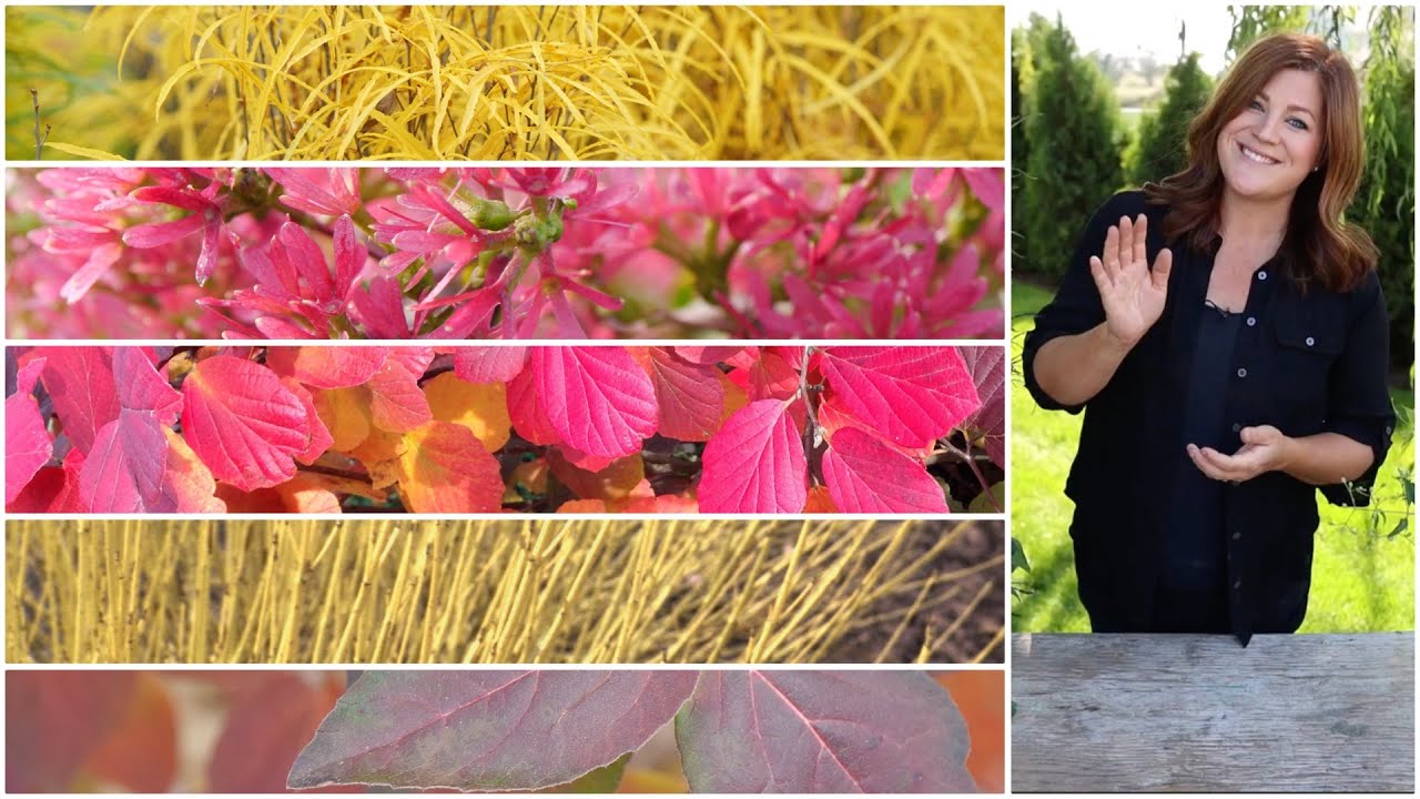 5 Shrubs that Deliver Huge FallColor!