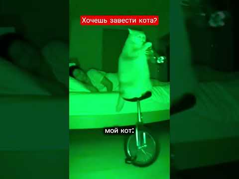 Хочешь завести кота? #рекомендации #рек #юмор #кот #live #life #ии #video