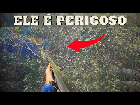 AFASTE-SE DO PERIGO - CONTROLE DE JAVALI - JAVALI BRASIL