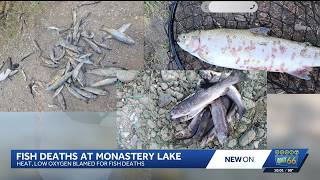 YouTube video thumbnail: Hundreds of Fish Reported Dead at Monastery Lake Amid Heat, Drought