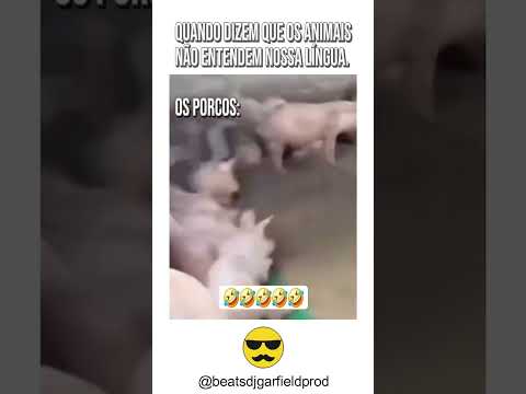 E DIZEM QUE OS ANIMAIS Ñ ENTENDEM