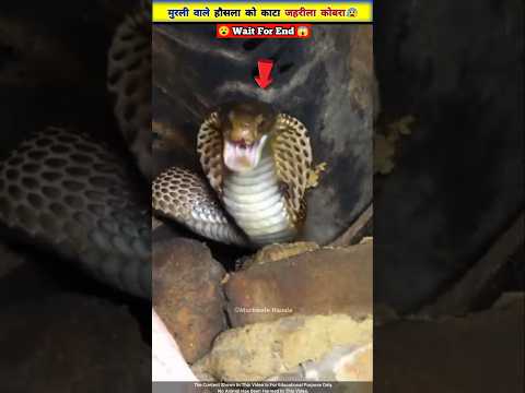 दीवाल में फंसे कोबरा सांप 🐍की बचाई जान 😯😱