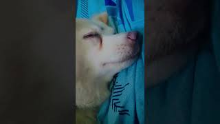 #dog#doglover#dogshorts #puppy #cutedog#funnydog#petlover#viralshorts#ytshorts#cuteanimals#wholesome