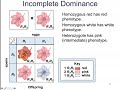 Genetics Concepts and Inheritance Patterns
