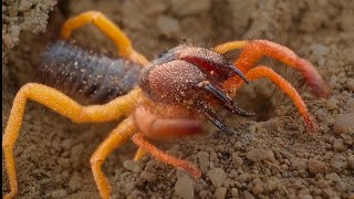 Fiery camel spiders in southern Arabia 