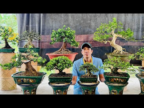 Quan Lê 13/12 chào bán nhiều loại Bonsai Để Bàn, Tầm Trung dáng siêu quái  #0976129153