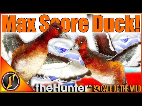 Max Weight Max Score Ferruginous Duck! + More Diamonds! | Call of the Wild