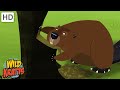 Animal Adaptations and Survival Strategies