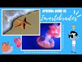 Características dos Animais Invertebrados