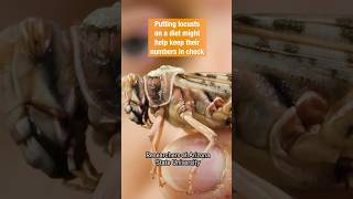 How to Keep Locusts in Check? | #DeepLook #Shorts #insects