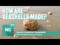 Marine Life and Seashells Exploration