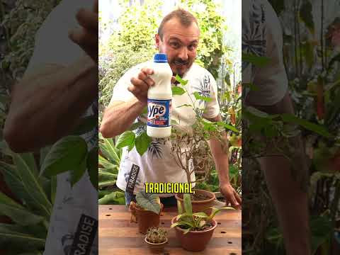 Como eliminar PRAGAS utilizando Água Sanitária #shorts  #murilosoares #dicasdecultivo #plantas