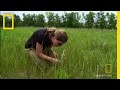 Monarchs and Milkweed Dynamics