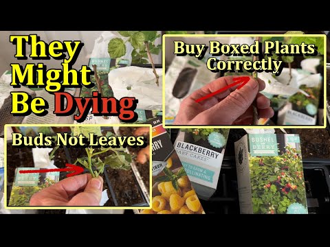 How to Correctly Buy Boxed Blueberry, Raspberry, Blackberry, Grapes, Fig, and Other Fruit Plants