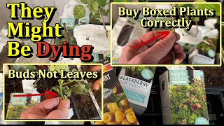How to Correctly Buy Boxed Blueberry, Raspberry, Blackberry, Grapes, Fig, and Other Fruit Plants