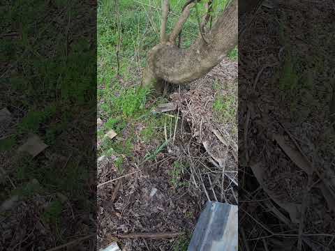 Close Call With HUGE Rattlesnake!